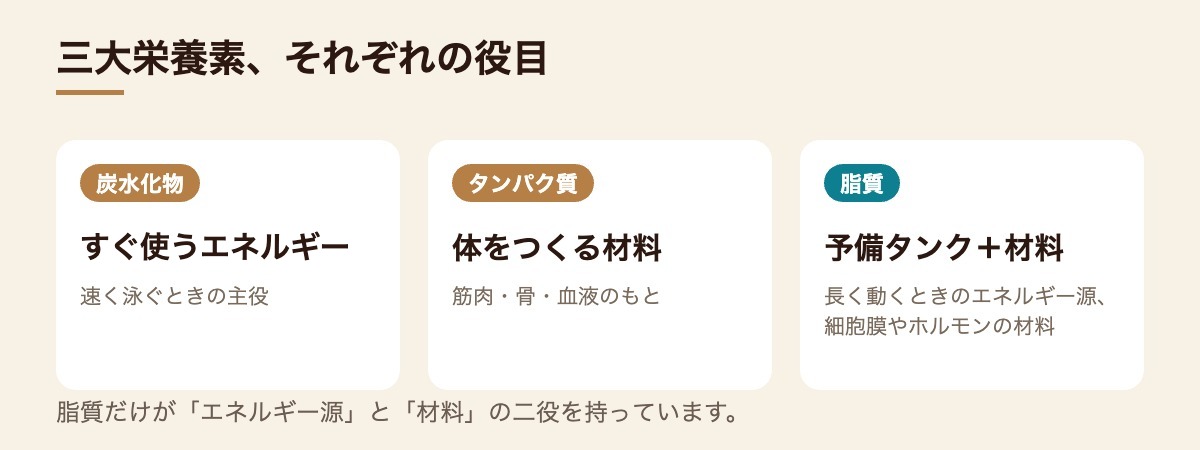 炭水化物はすぐ使うエネルギー、タンパク質は体をつくる材料、脂質は予備タンクと材料の二役