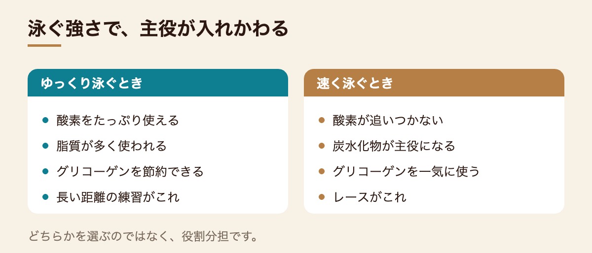 ゆっくり泳ぐときは脂質が多く使われ、強度が上がると炭水化物が主役になる